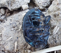 altra vittima suppongo, identificare (Chrysolina?)
